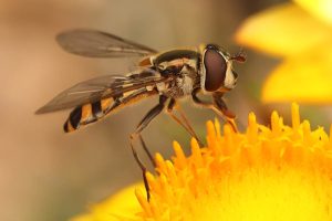 Lutte biologique, utiliser les insectes auxiliaires