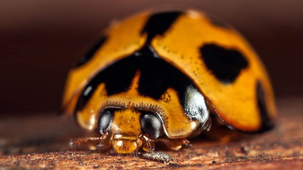 Coccinelle venimeuse existe t il une esp ce dangereuse