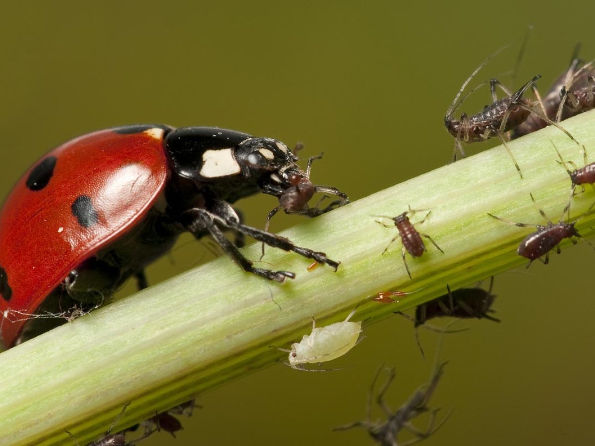 Que mange la coccinelle Quel est son r gime alimentaire