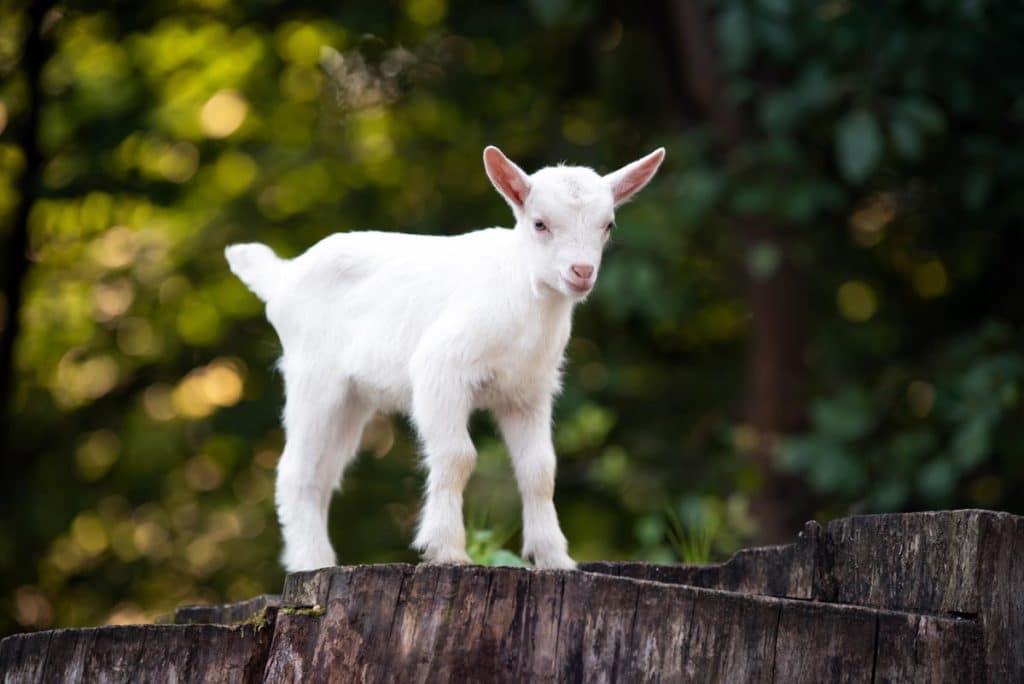 Bébé chèvre