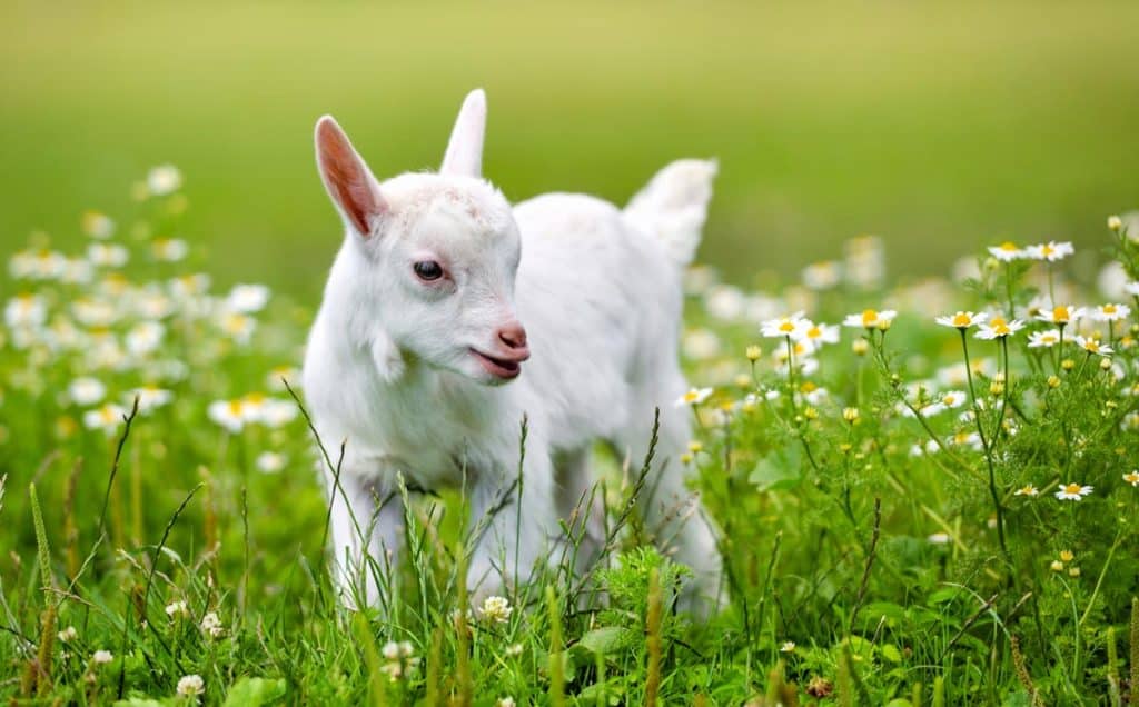 Chevreau dans la nature