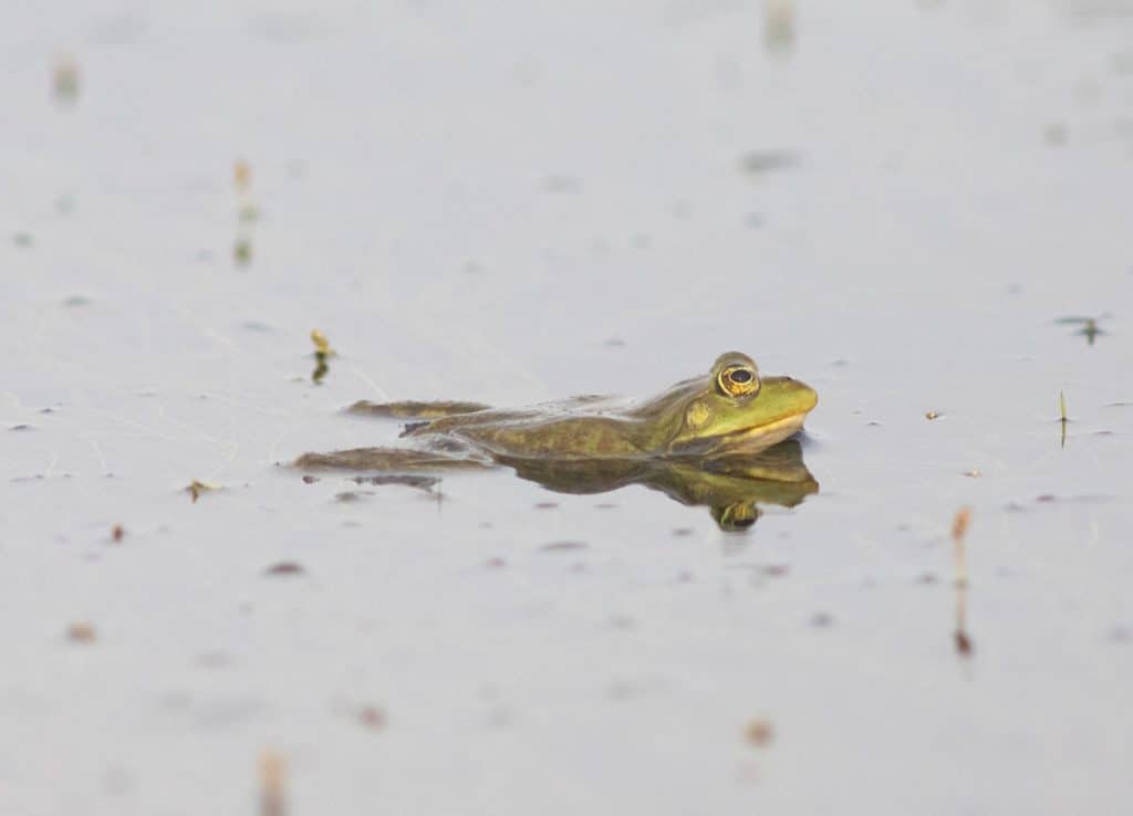 Nourriture grenouille