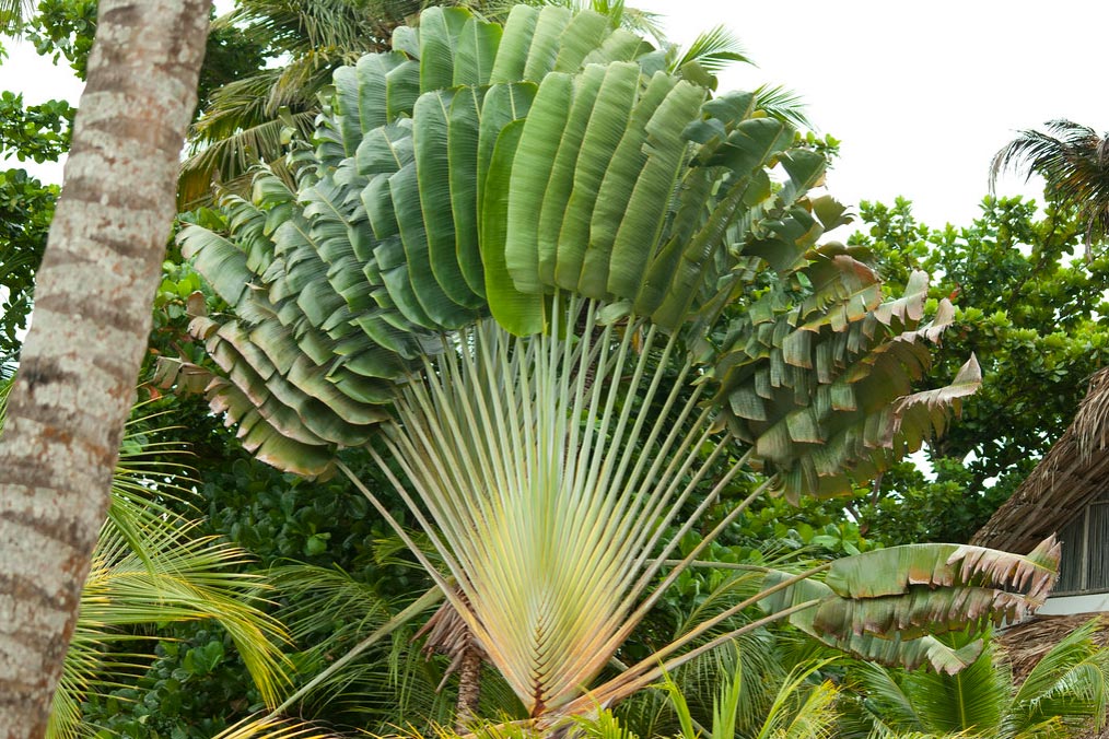 L'arbre du voyageur