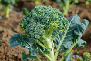 Cultiver et entretenir le brocoli : guide pratique pour le potager