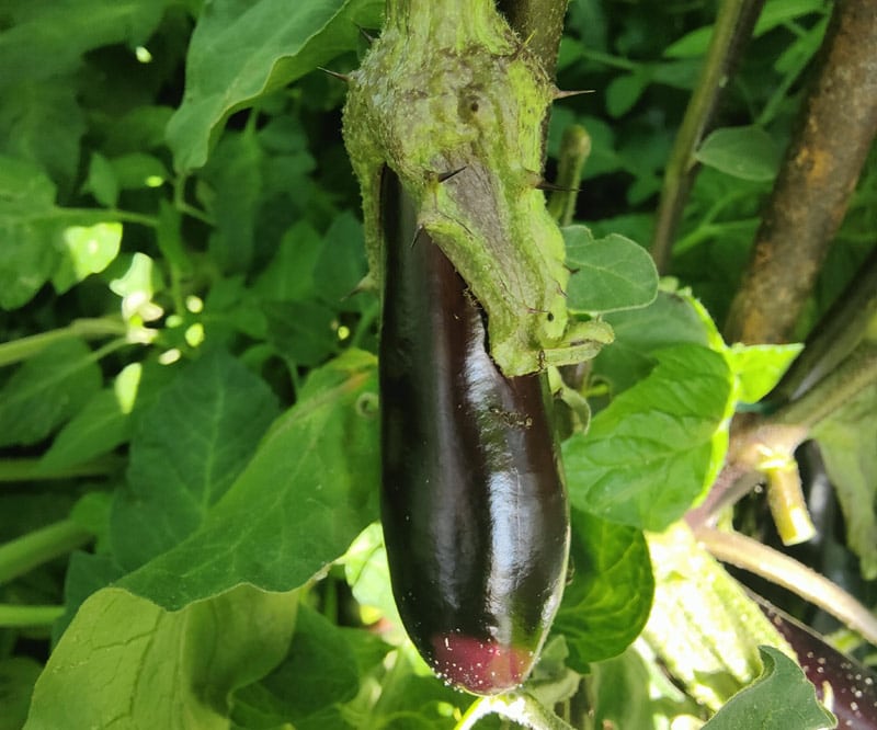 Conseils pratiques pour une culture de l'aubergine réussie