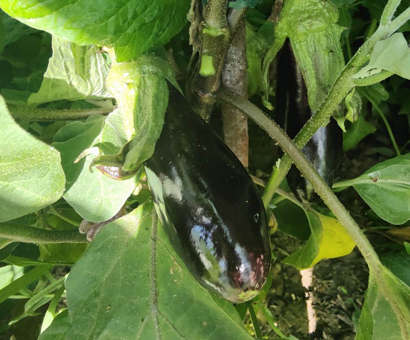 aubergine au potager