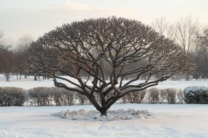 Élaguer vos arbres en hiver