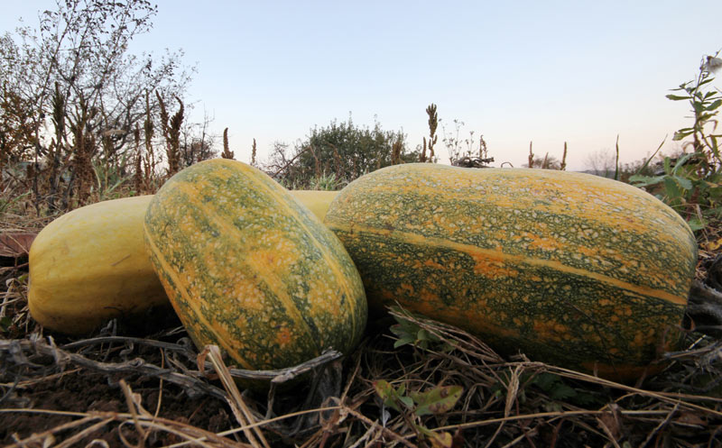 Le butternut