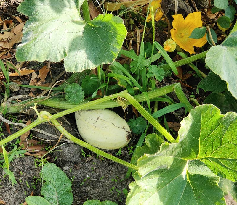 caractéristiques de la butternut