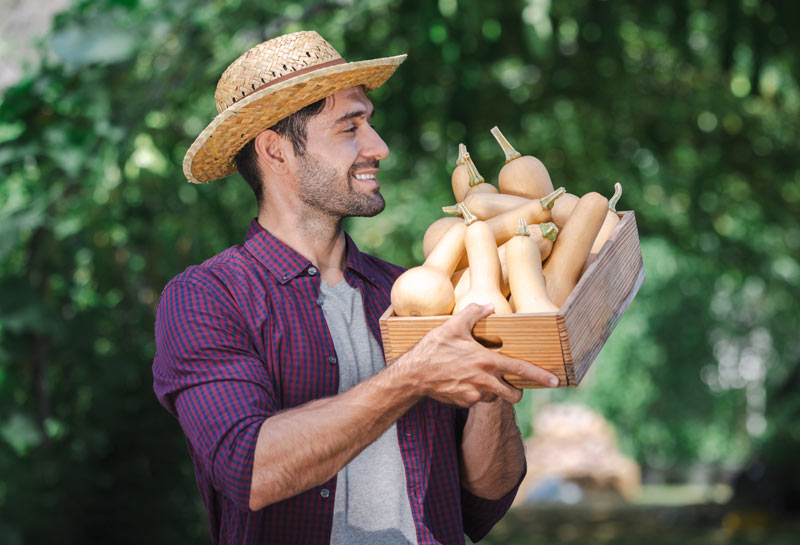 Le butternut, est une courge