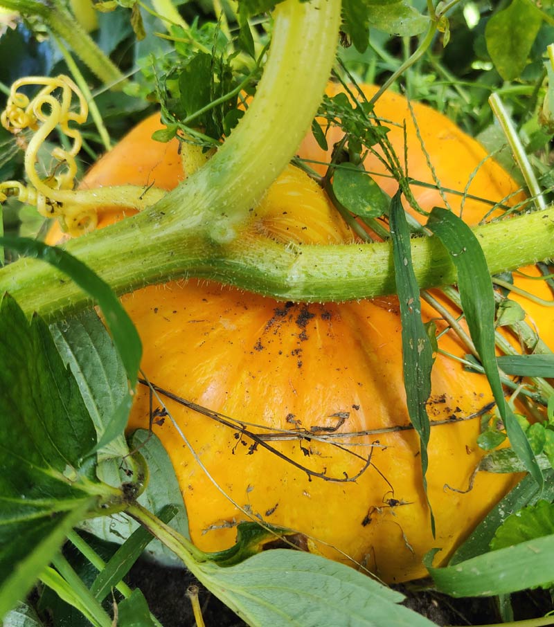 Citrouille au potager