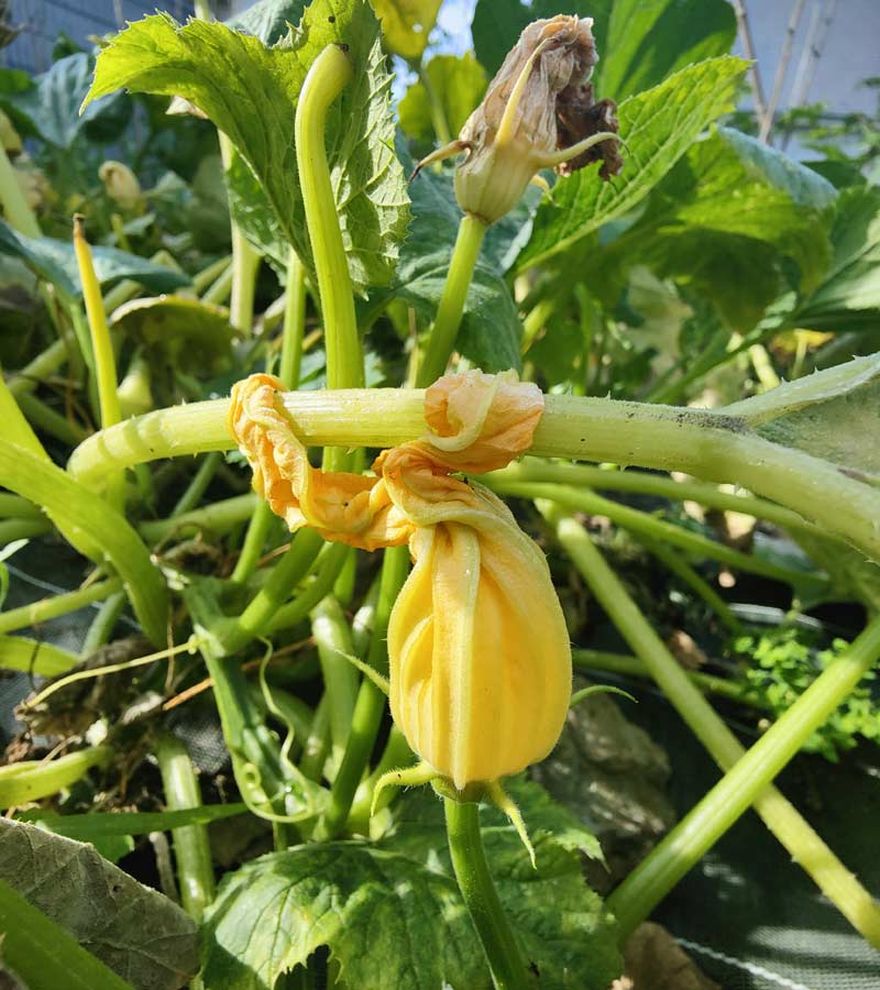 Réussir la culture de la courgette