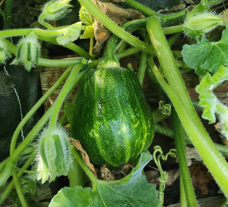 Cultiver et entretenir la courgette