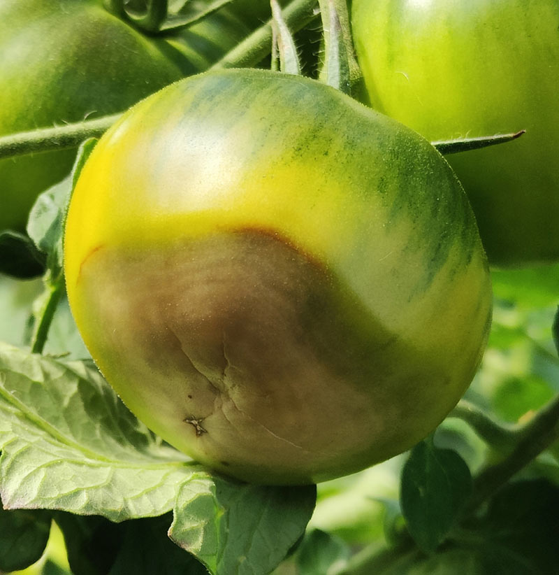 cul noir de la tomate