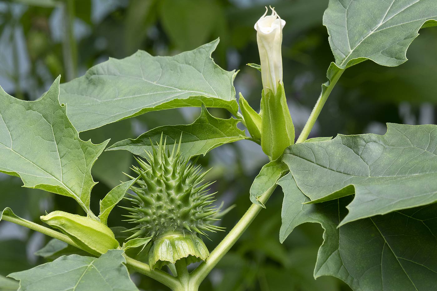 La datura est extrêmement toxique.