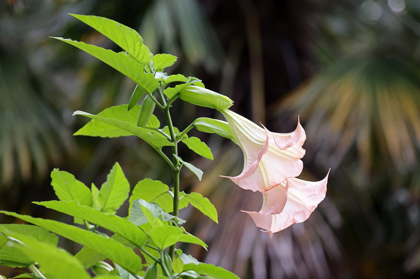 La datura : une intruse dangereuse au potager