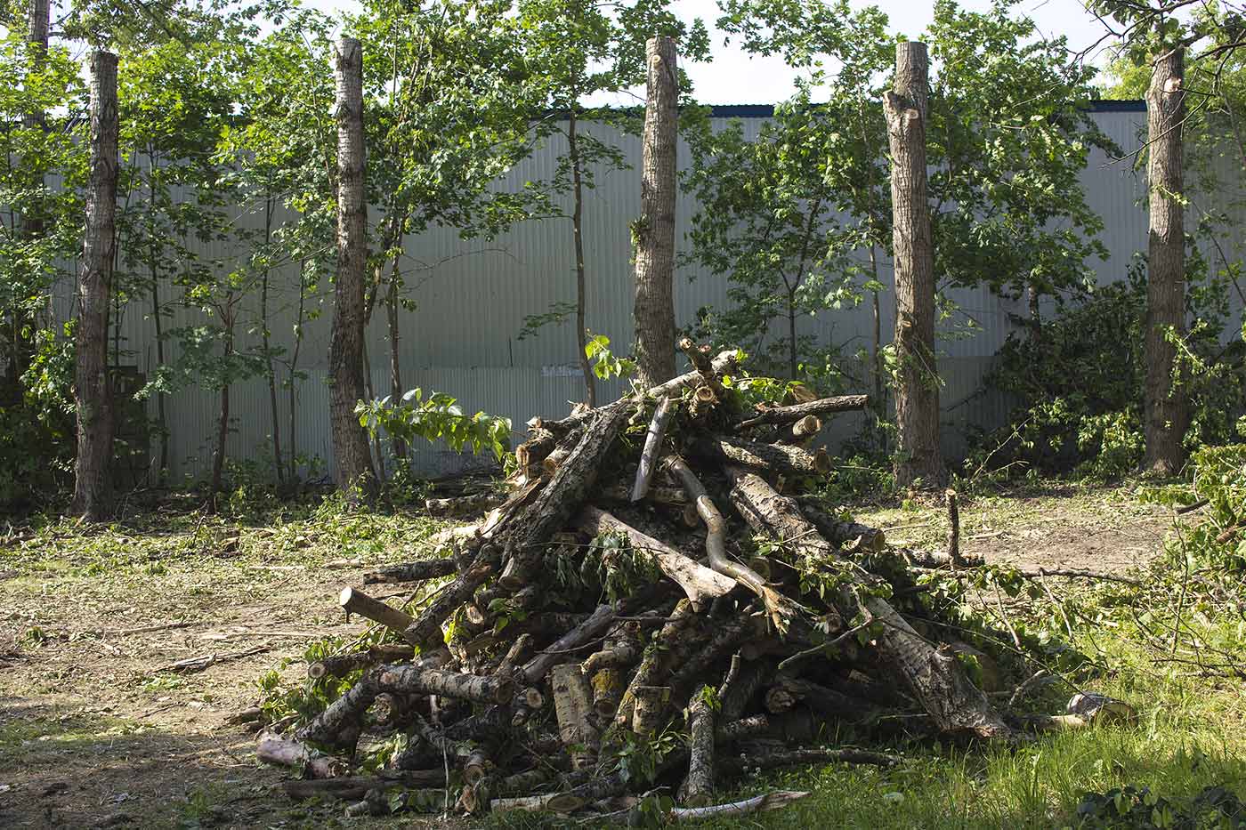 Bois fraichement élagué.