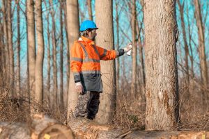 Pourquoi élaguer vos arbres régulièrement ?