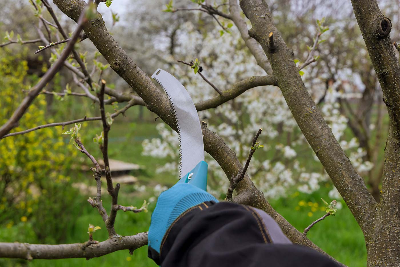 Scie pour élaguer un arbre fruitier.