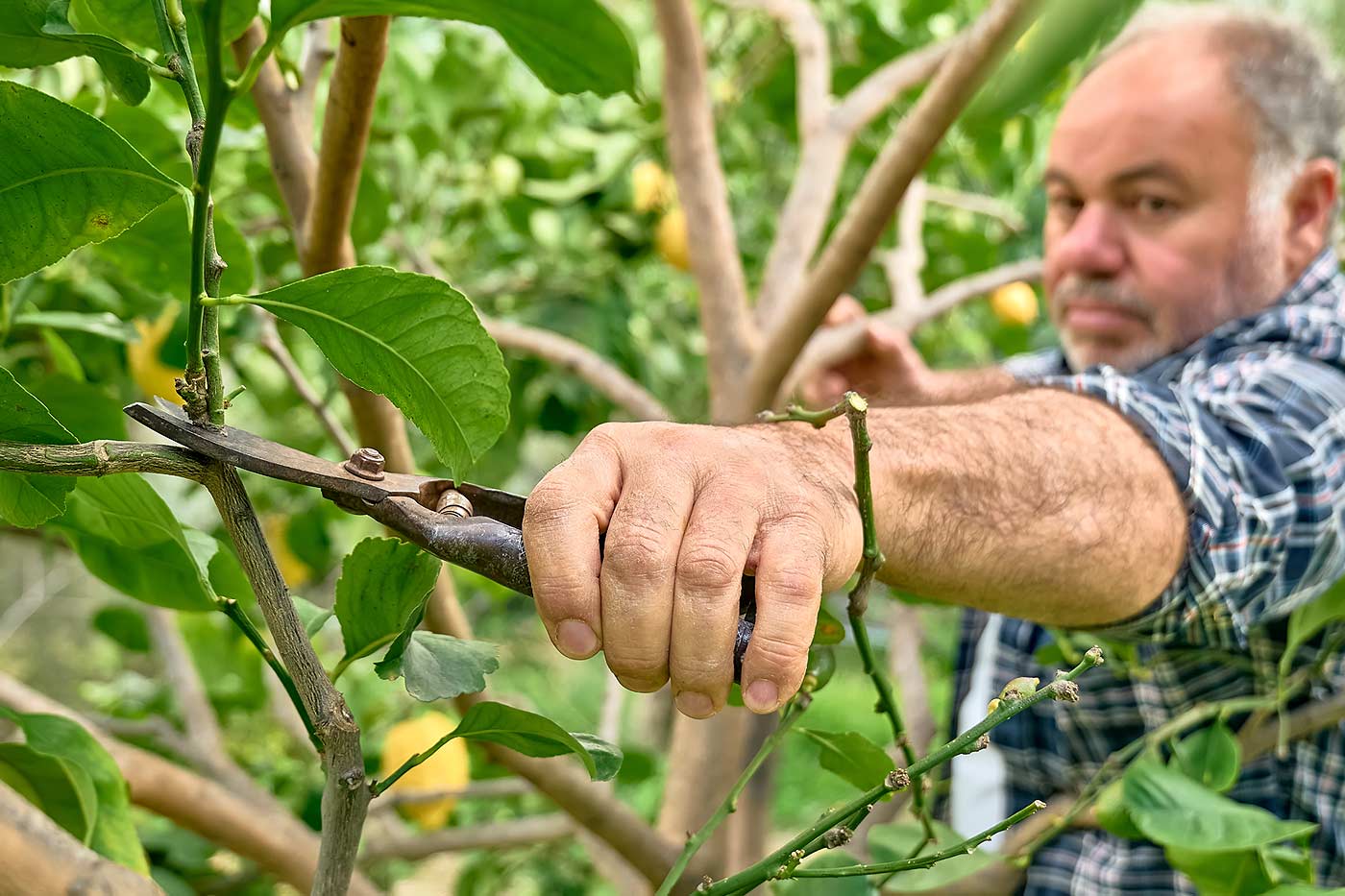 élagage d'entretien pour les plants matures