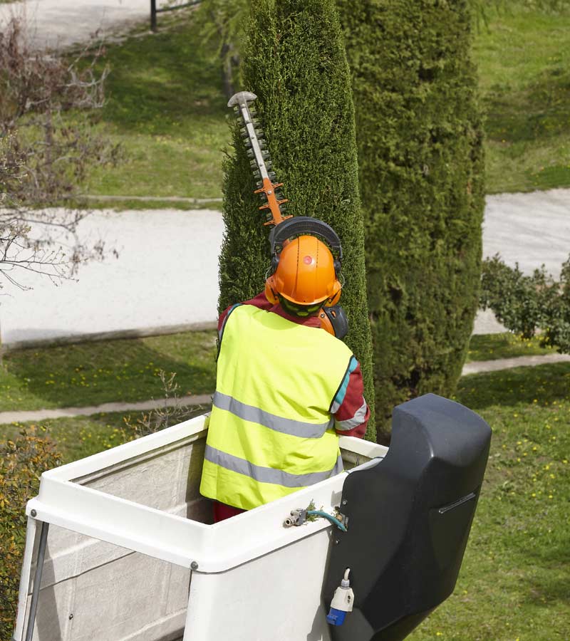 procéder à l'élagage près des lignes électriques