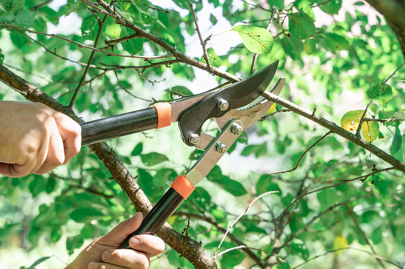 Jardinier pratique l'élagage de son arbre