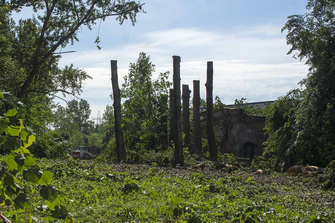 Ensemble d'arbres élagués.