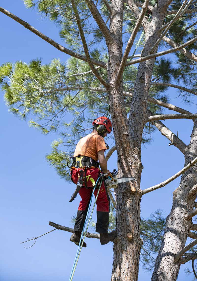 Élagueur suspendu dans un arbre.