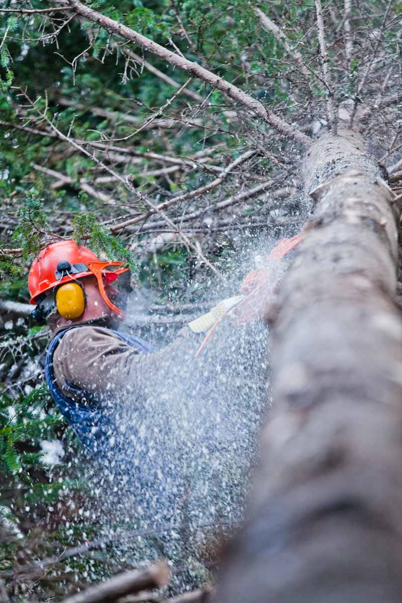 Élagueur en train d'abattre un arbre.