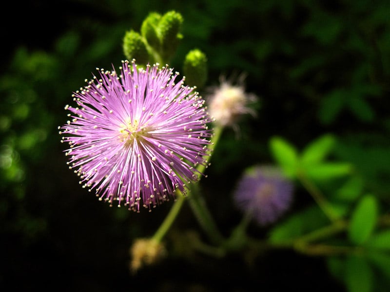 Fleur du Mimosa pudica