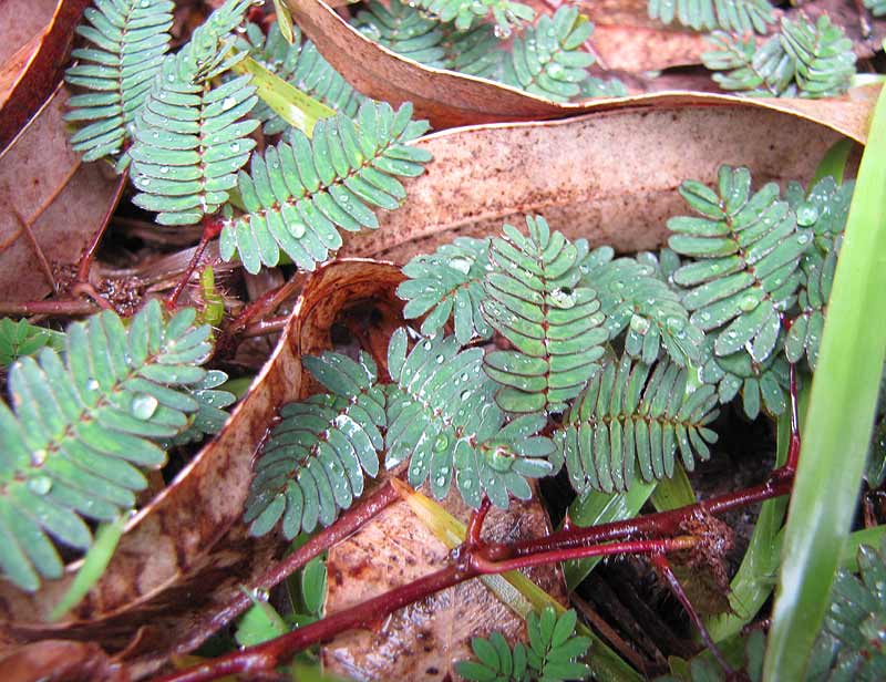 Feuilles du Mimosa pudica