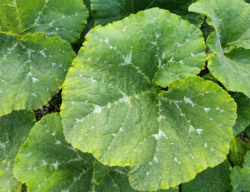 reconnaître l'oïdium sur vos légumes