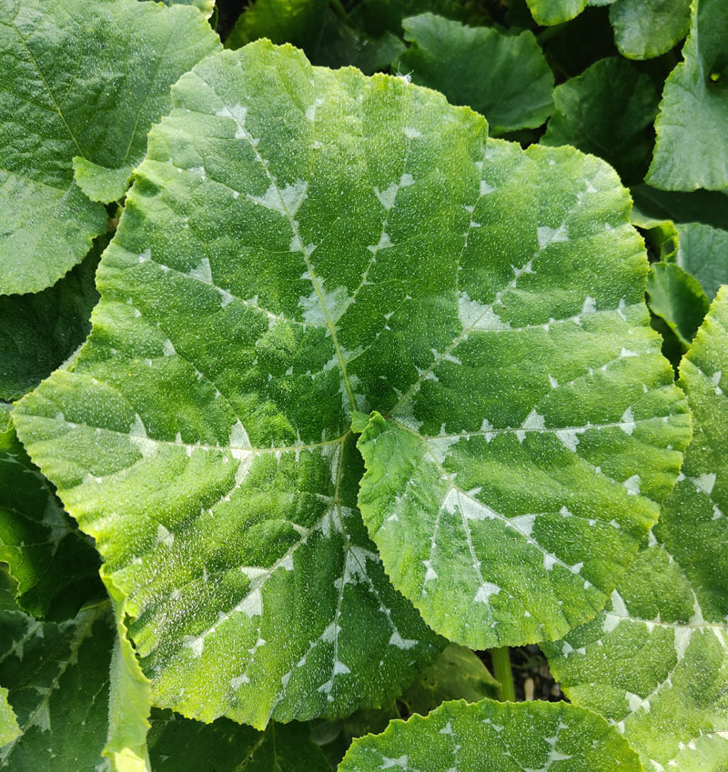 oïdium sur la feuille d'un légume