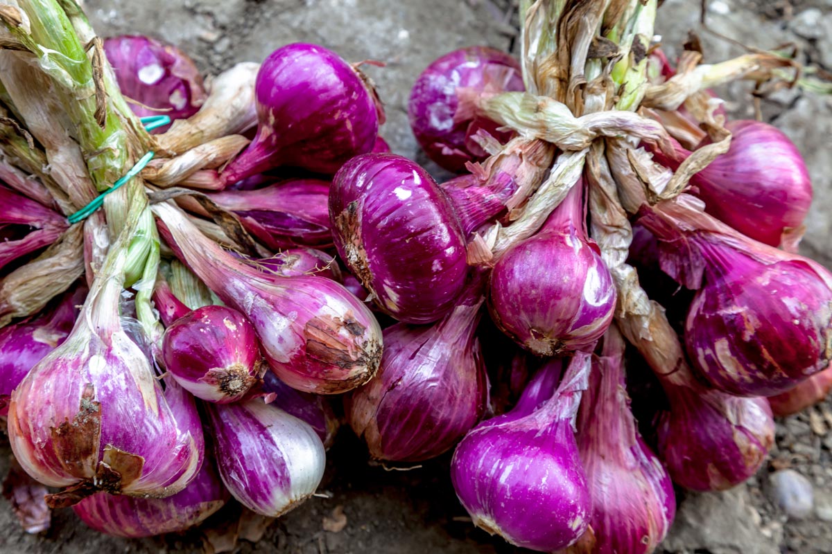 Oignons rouges