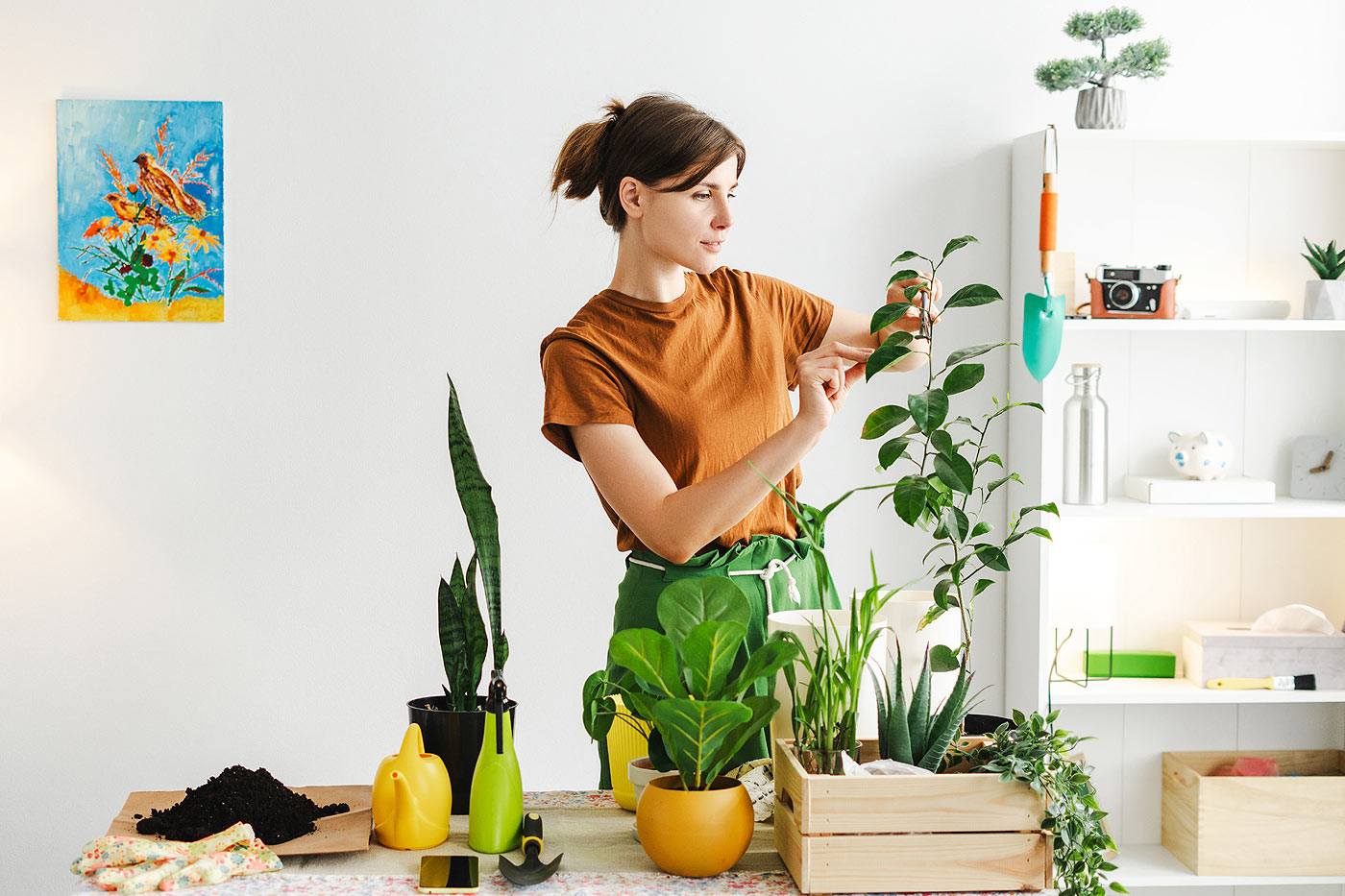 L'inspection et le nettoyage des plantes de la maison.