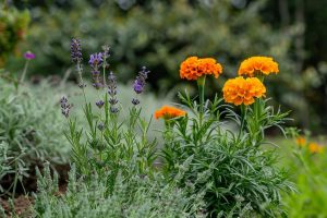 Les 3 plantes anti-nuisibles pour votre jardin