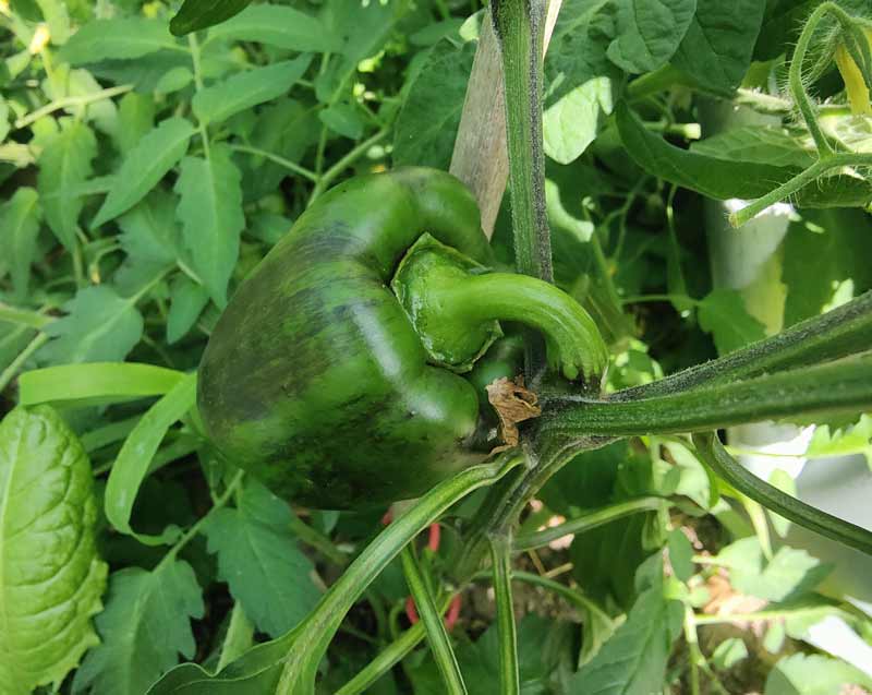 Poivron vert au potager