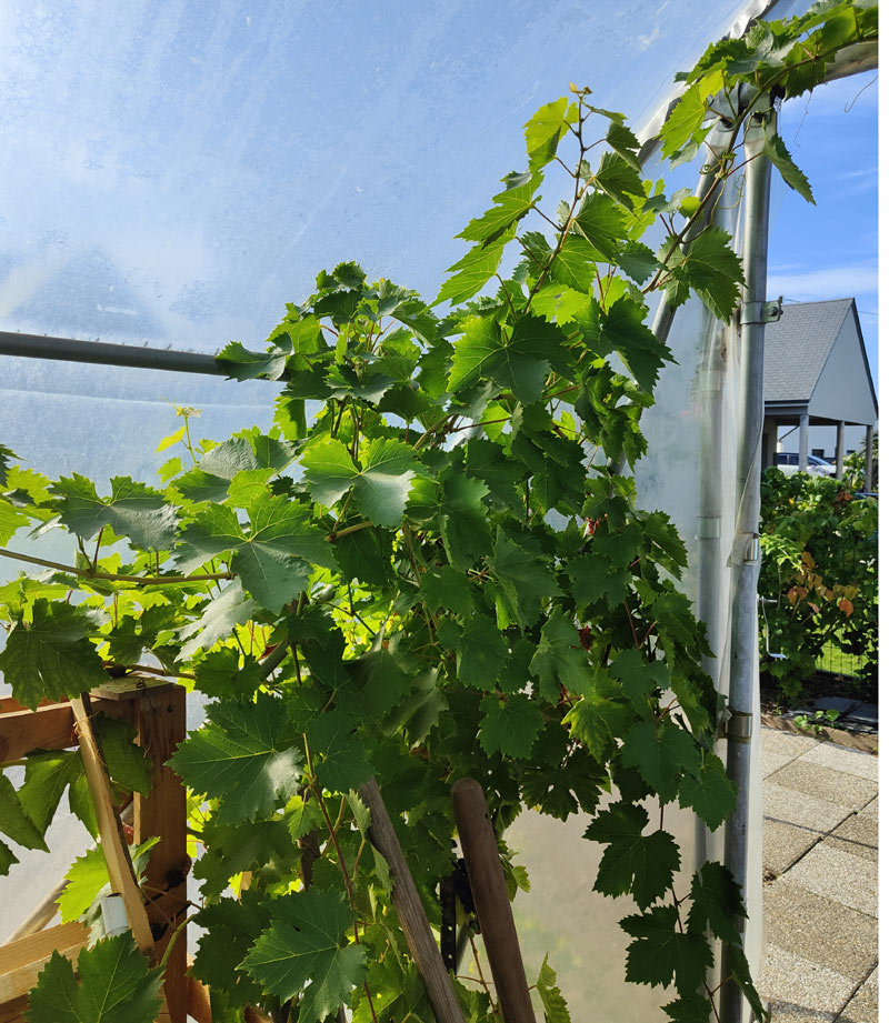 vigne sous serre