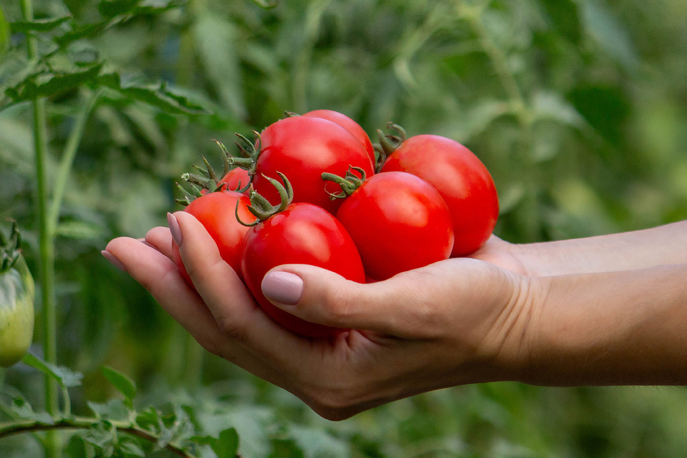 Optimiser la maturation de la tomate.