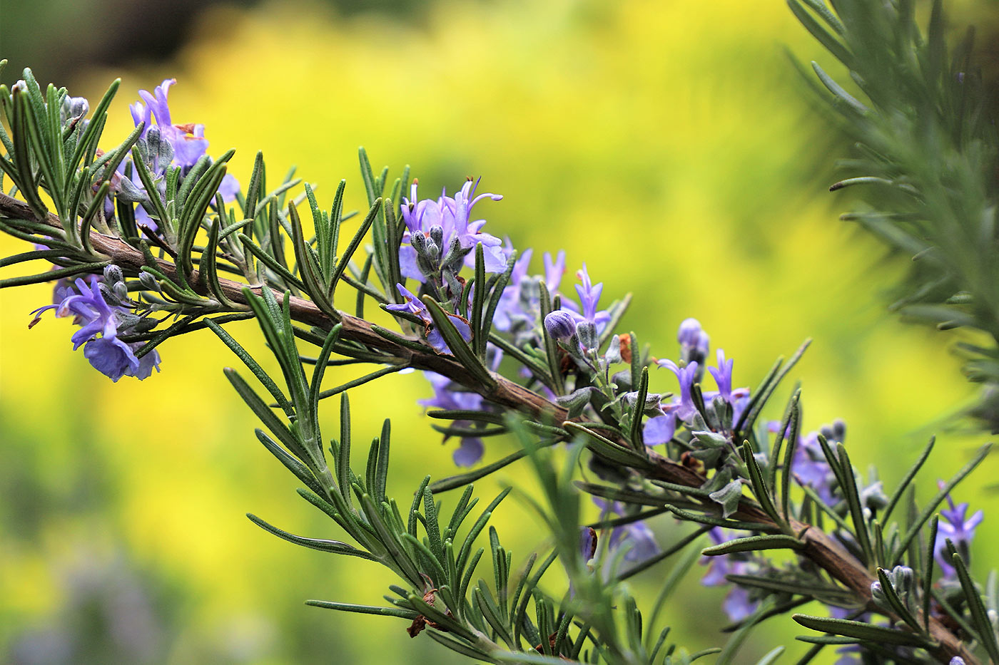 efficacité des plantes anti-moustiques, le romarin