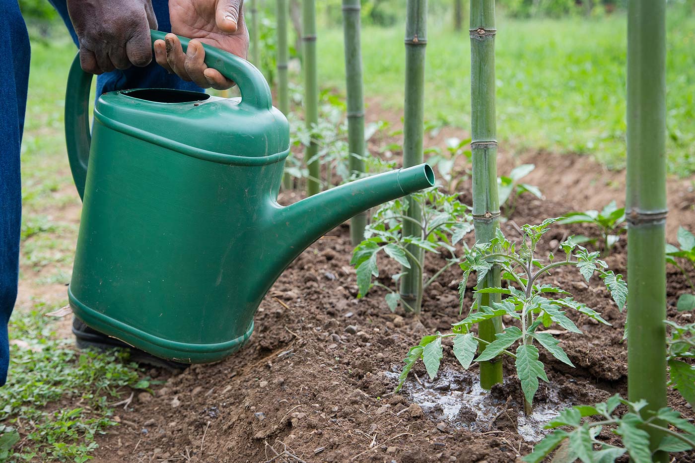 L'eau de pluie, une ressource pour le potager