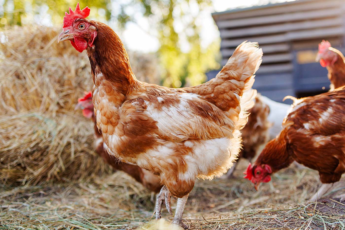 signes de stress chez les animaux de basse-cour