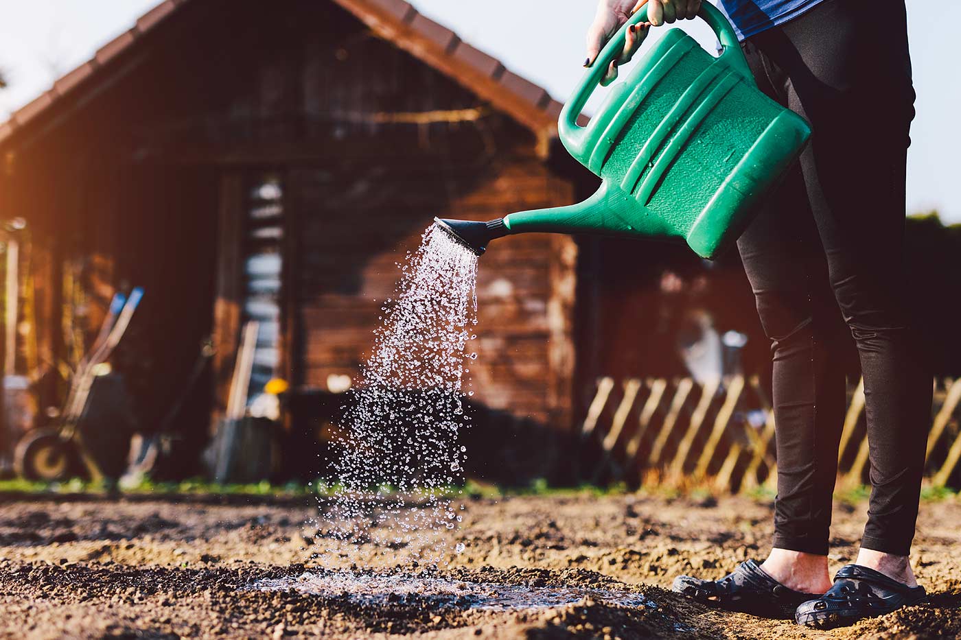 utilisation de l'eau de pluie au potager