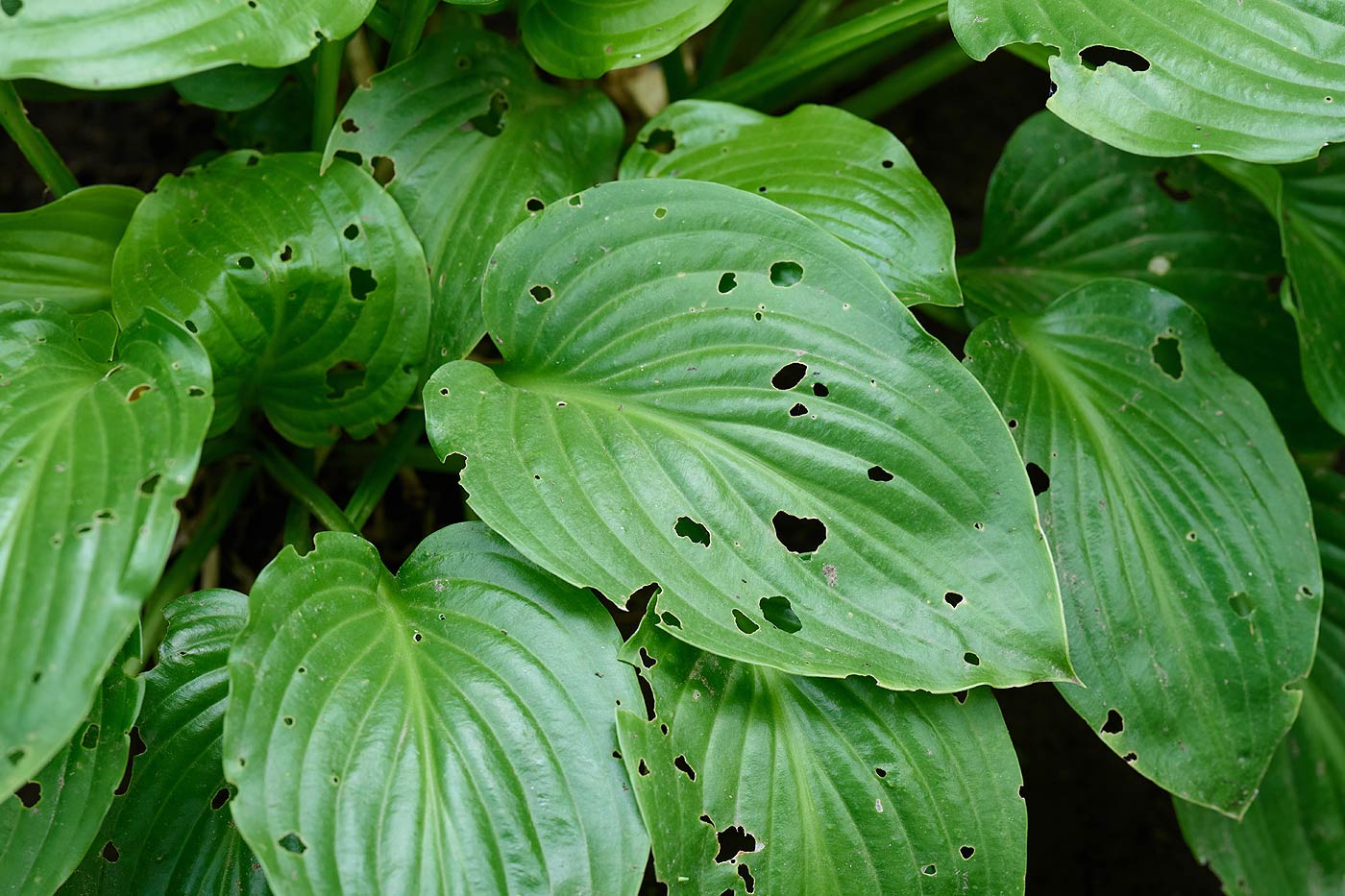 Feuilles attaquées par des limaces