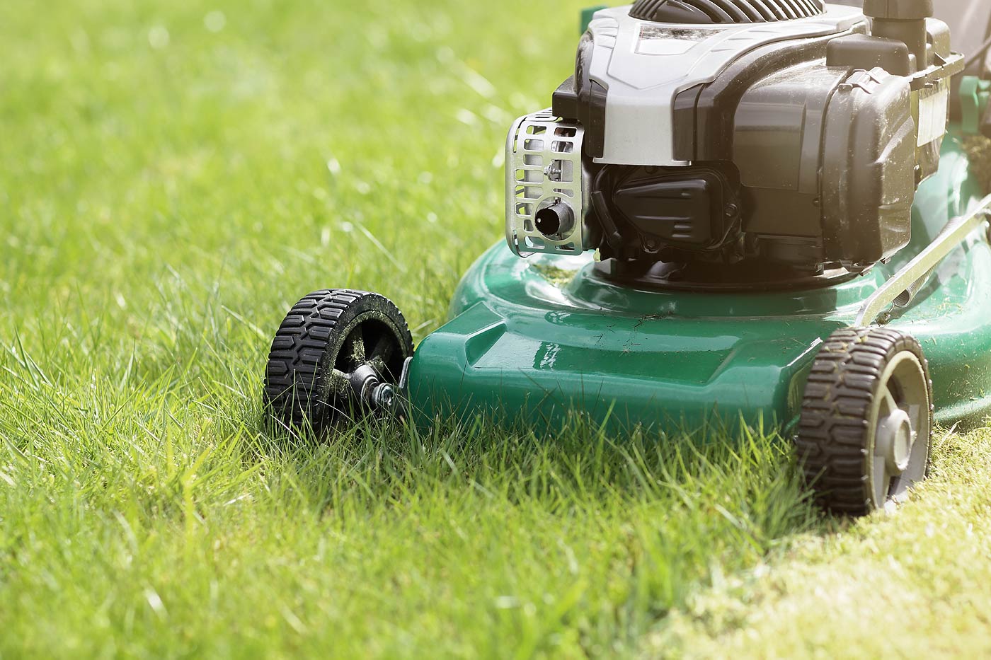 Une pelouse tondue à la bonne hauteur est plus résistante