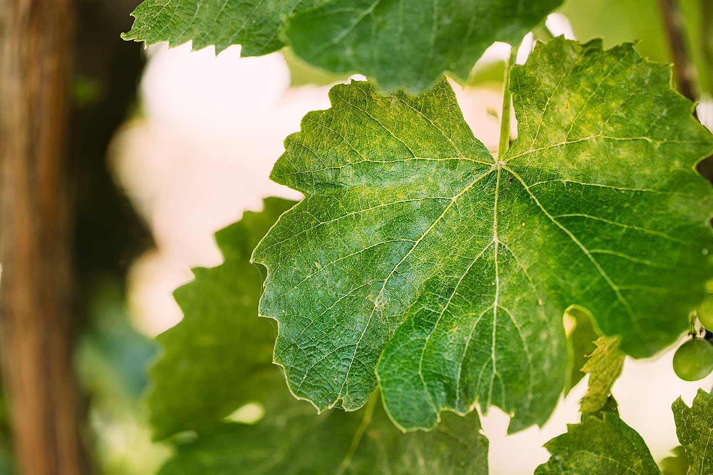 mildiou sur des feuilles de vignes