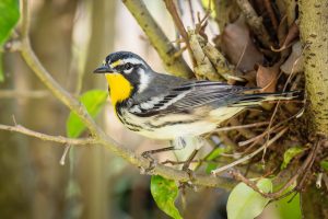 Protection des oiseaux : arracher une haie en période de nid ?