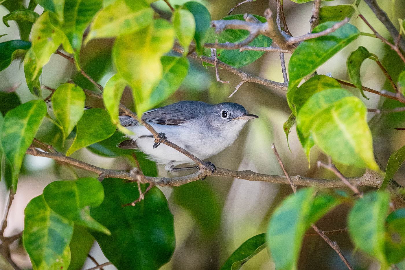 oiseau dans une haie du jardin