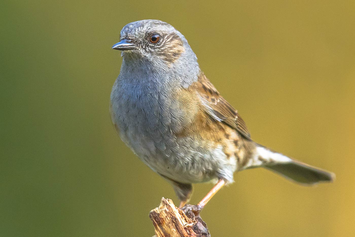 Oiseau dans le jardin