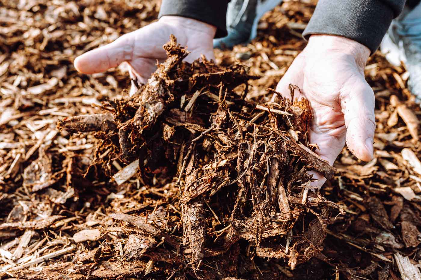 Paillage avec des copeaux de bois